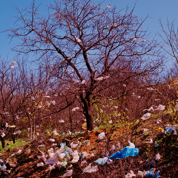 למה לא שקיות?