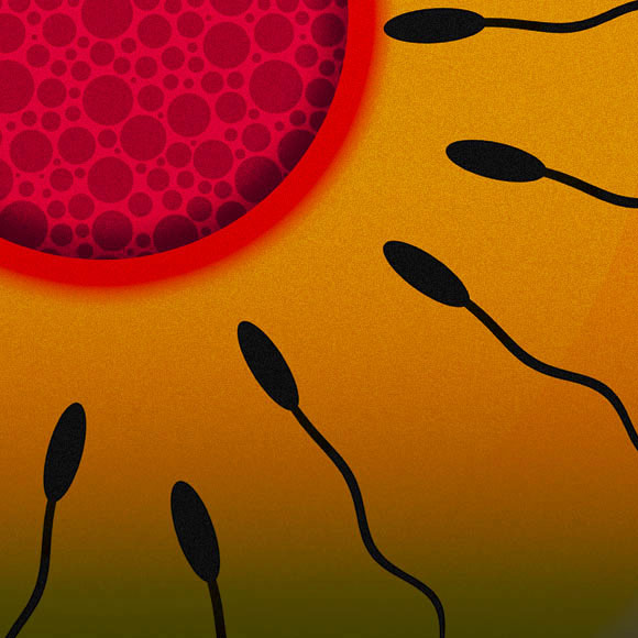 Male-Killing Bacteria