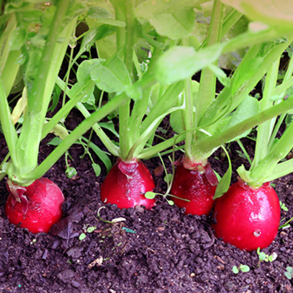 תורשה זה לא רק בגֵנים