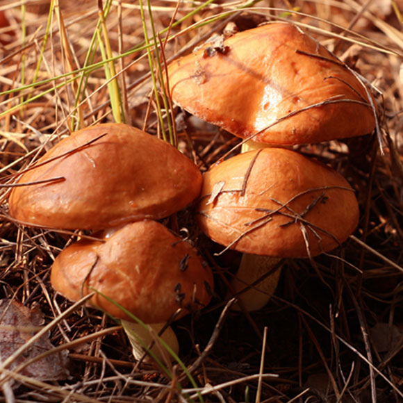 אורניות אחרי הגשם