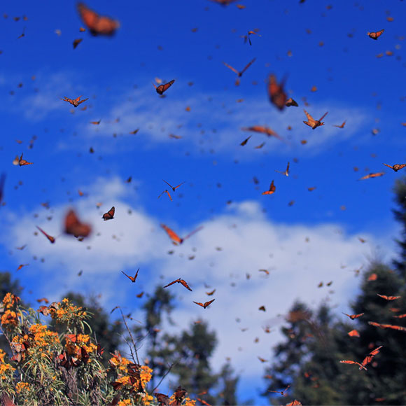 נדידת החרקים הגדולה