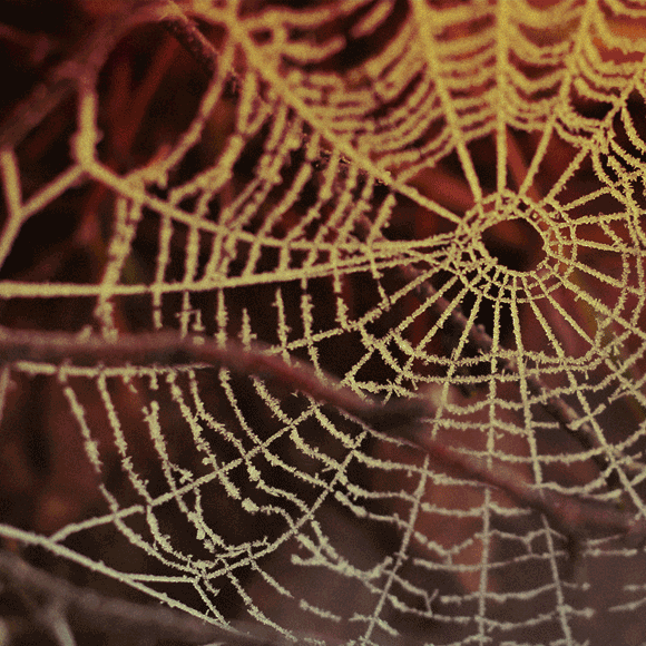 קורי עכביש מלאכותיים