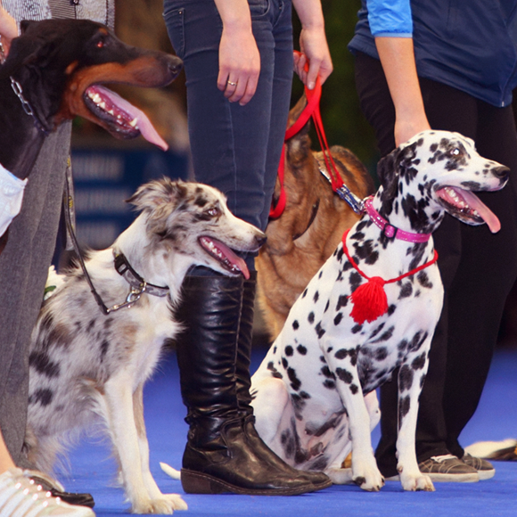 עונשם של הכלבים הגזעיים