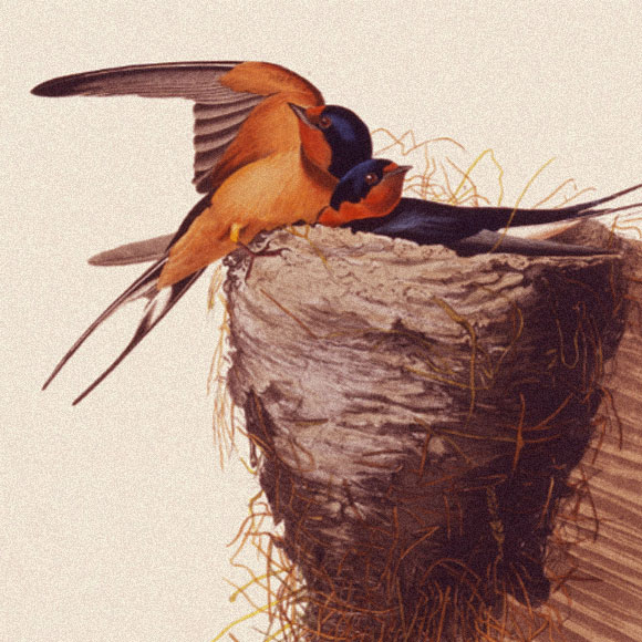 כמו זוג יונים? לא בדיוק