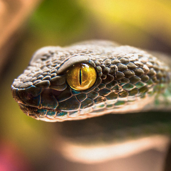 האם אנחנו נולדים עם פחד מנחשים?