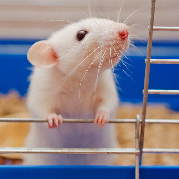 לבלב של עכבר גדל בחולדה