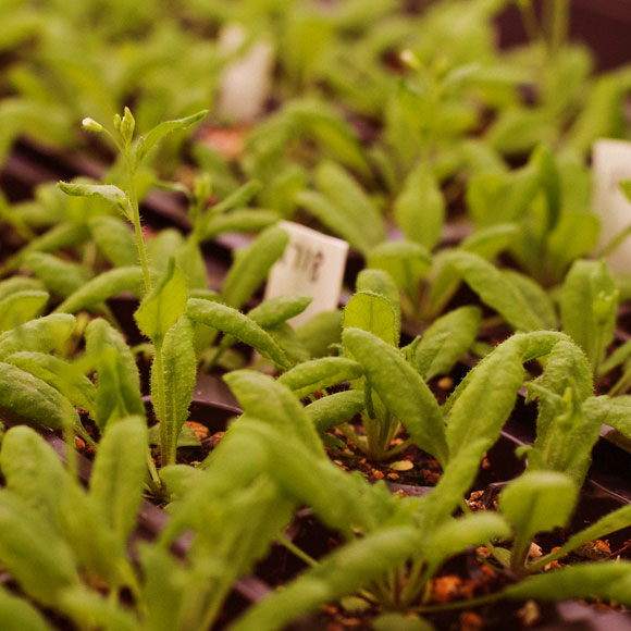 ייצור כולסטרול בצמחים