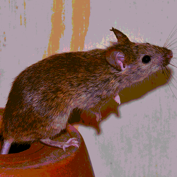 כך בייתנו את העכברים