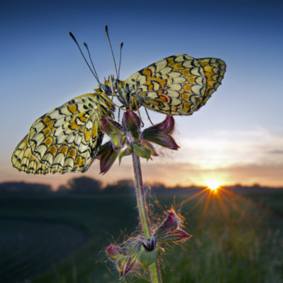השעונים הטבעיים של בעלי החיים