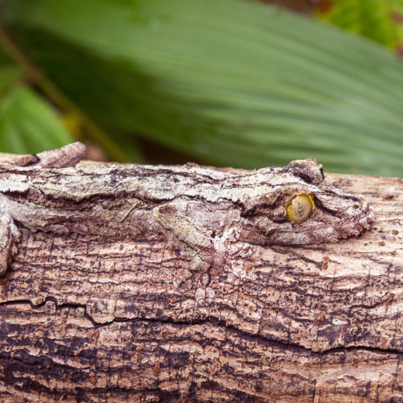 העדלאידע הקטנה של הטבע