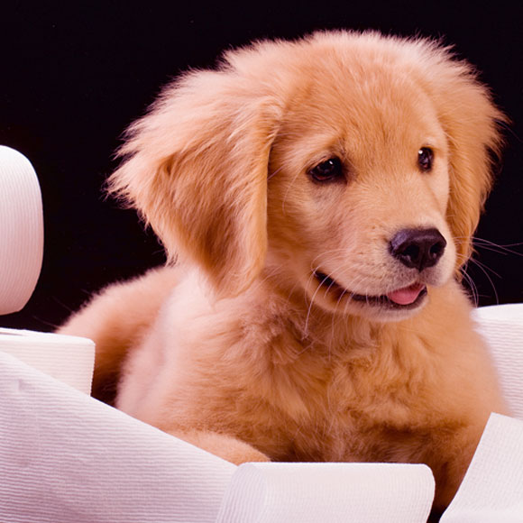 למה כלבים אוכלים צואה?