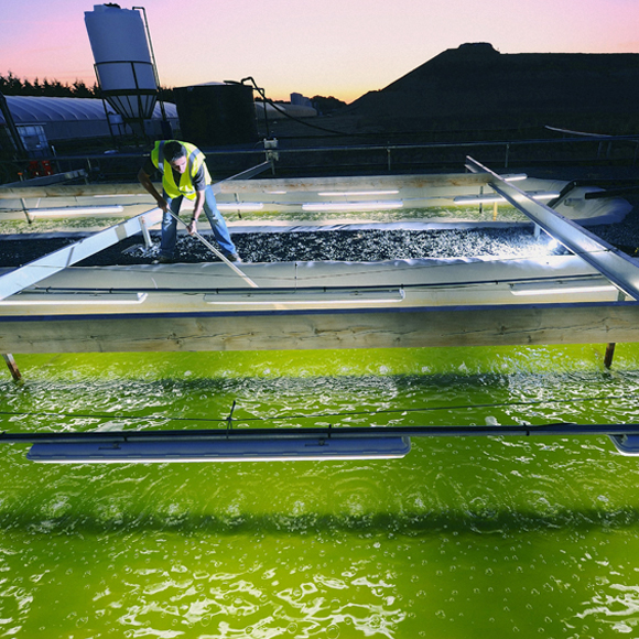 בתי החרושת הירוקים