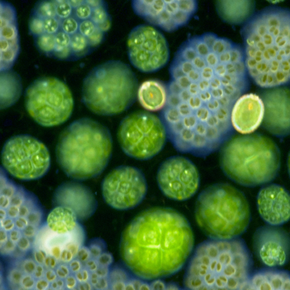 מדבר פורח בלב ים