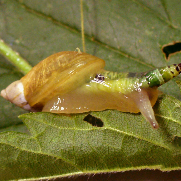 לחיות על חשבון אחרים