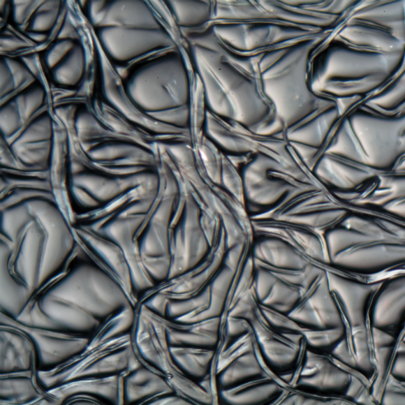 להדפיס עם תאית מצמחים