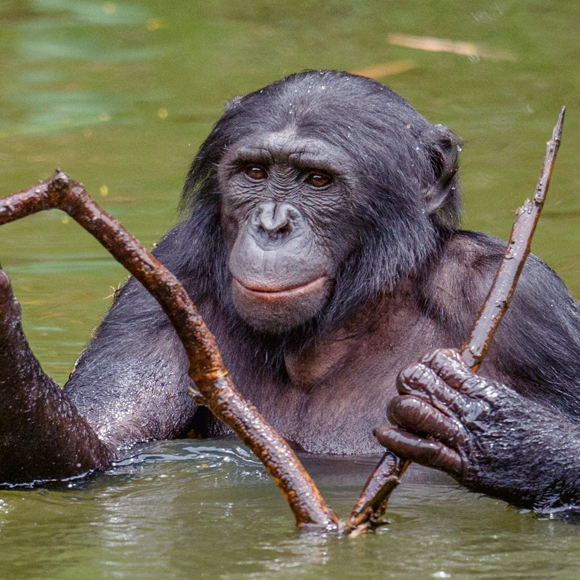 חושבים מחוץ לקופסה: תודעה של קופי אדם