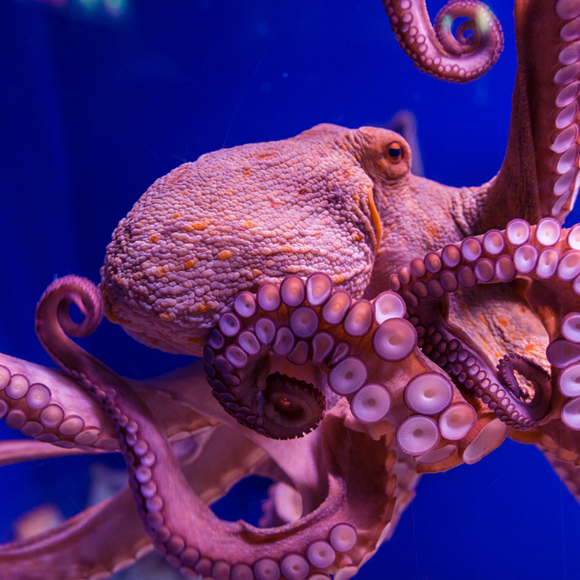 סוד החוכמה של התמנונים