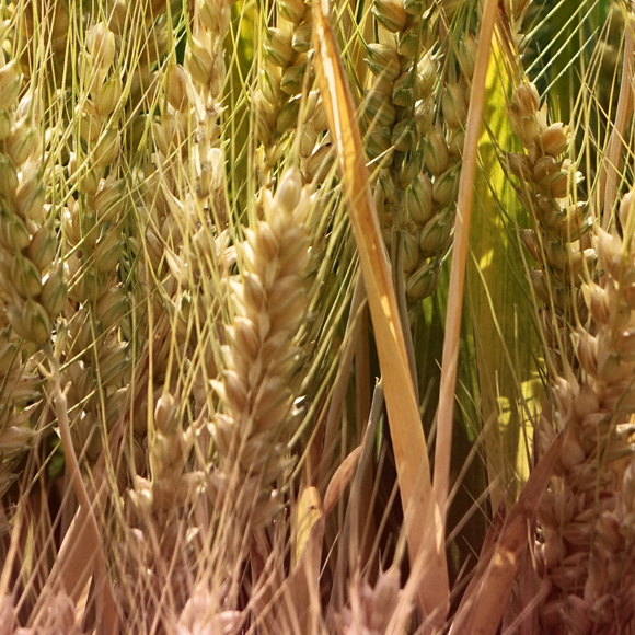 המוציא לחם מן הגֵנים