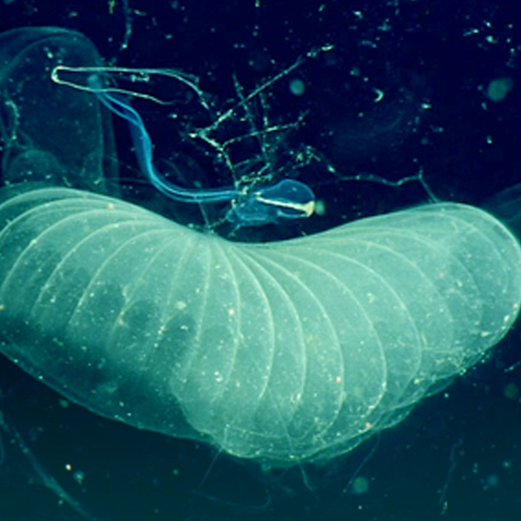 היצור המסתורי שמעכב את התחממות כדור הארץ