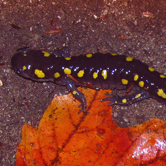 סוד החיים המשותפים