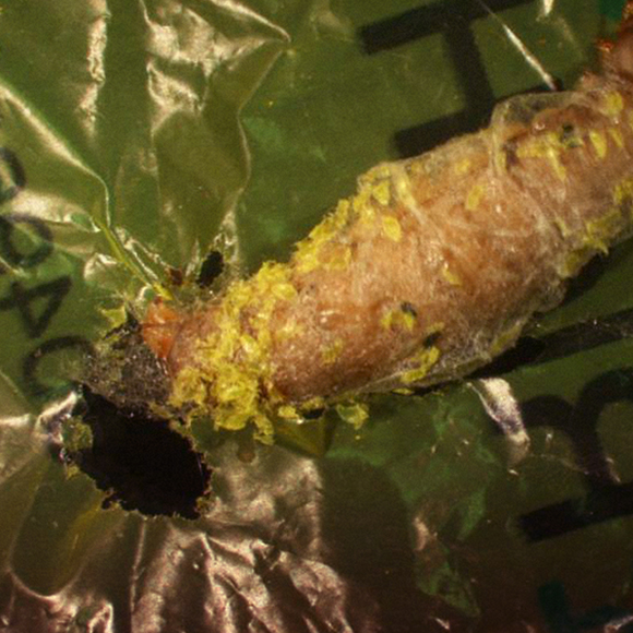 הזחל הרעב לפלסטיק