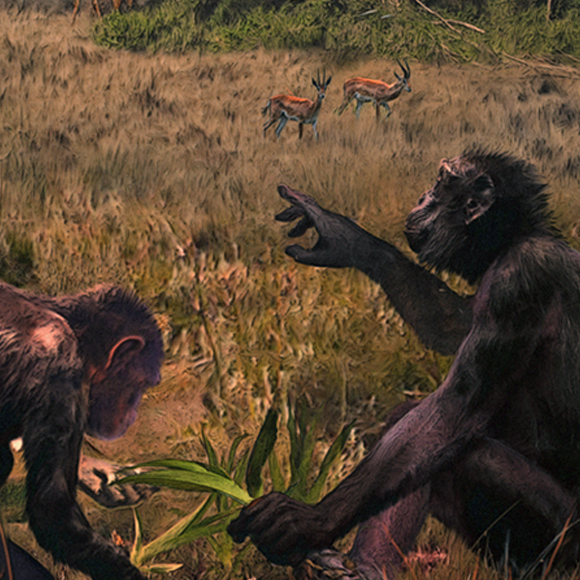 האם מוצא האדם מאירופה?