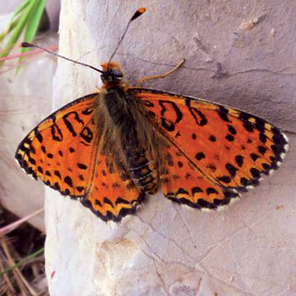 המין החדש של הפרפר הישן