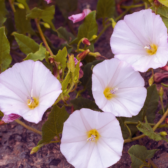 החבלבל שישרוד בחלל