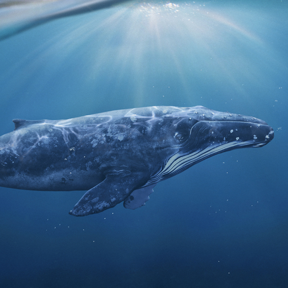 עלייתם של לווייתני העל