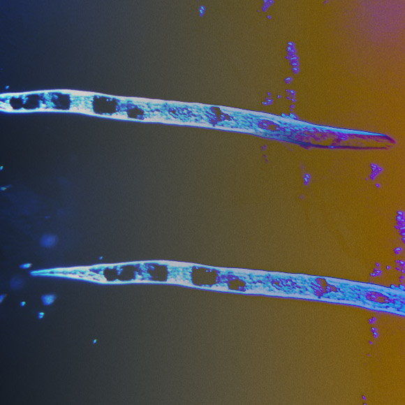 התולעים שוויתרו על רבייה מינית