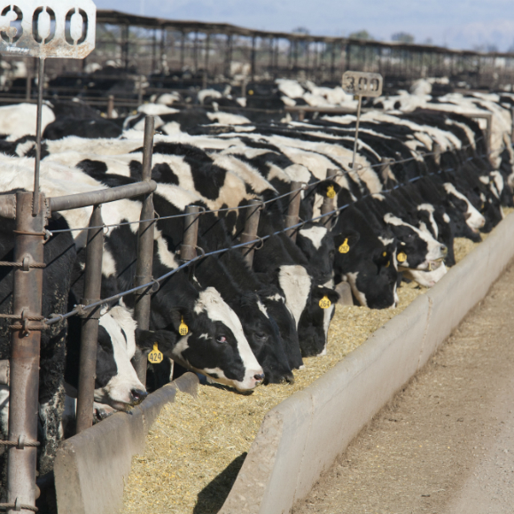 בשר, צמחים ותזונה בת קיימא