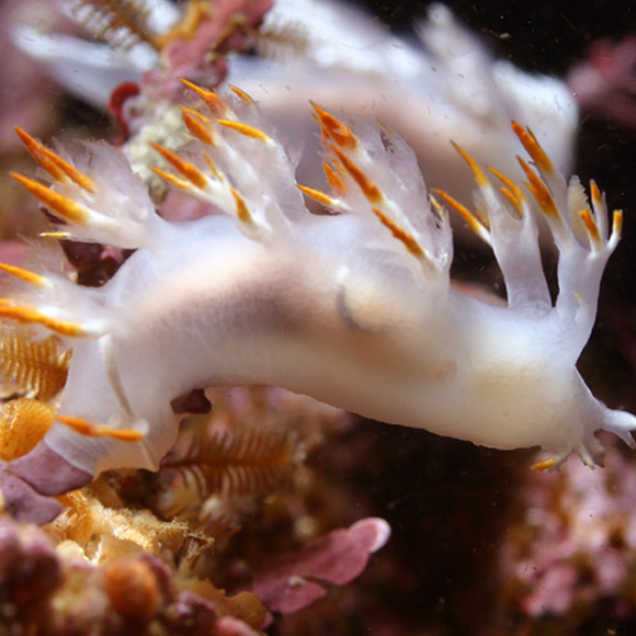 תוצאה דומה לפעילות מוחית שונה