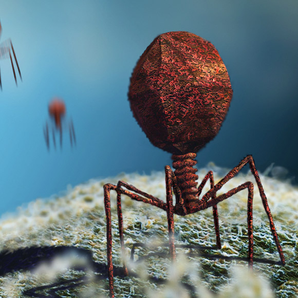 האם נגיפים יכולים לשמש תחליף לאנטיביוטיקה?