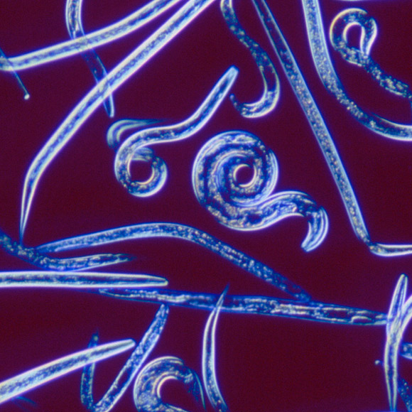 “הגֵן האנוכי” הקטלני של התולעים