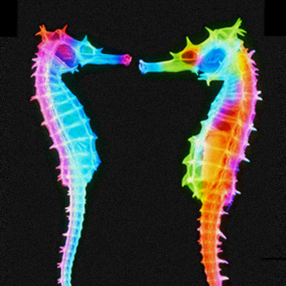 כל גוני הקשת