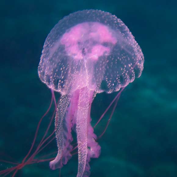 מה אתם יודעים על מדוזות?