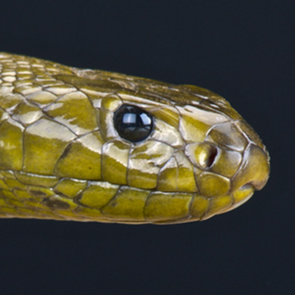 בעלי החיים הארסיים ביותר