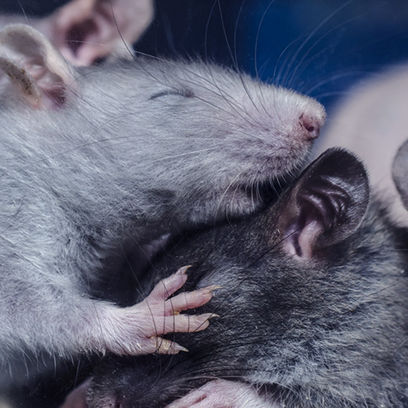 ערנות בלחיצת כפתור