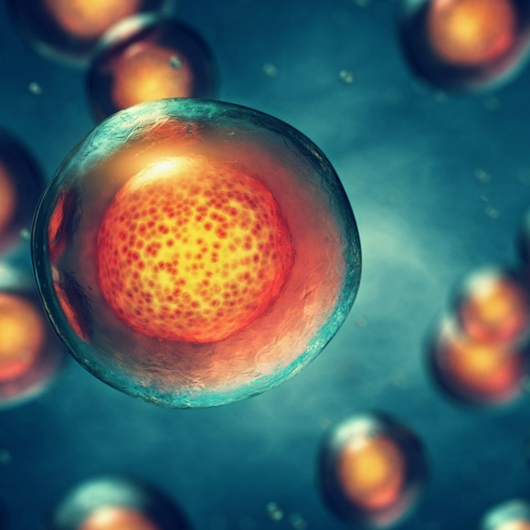 תאי הגזע שהתפתחו לביציות