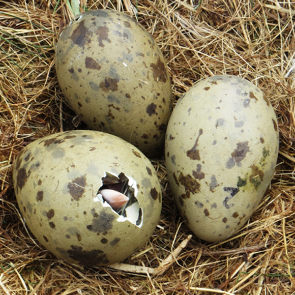 עפים על ביצים