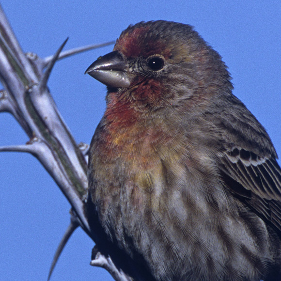 מעשנים את הקינים