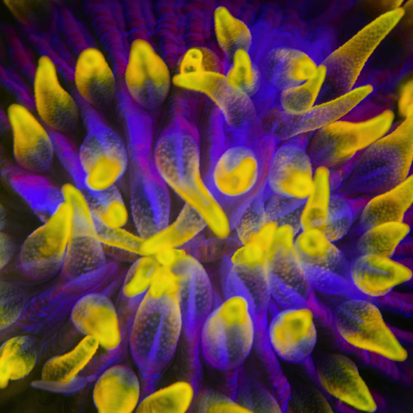 האור העולה מהאלמוגים