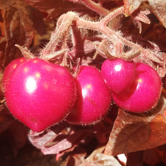 חמישים גוונים של עגבנייה