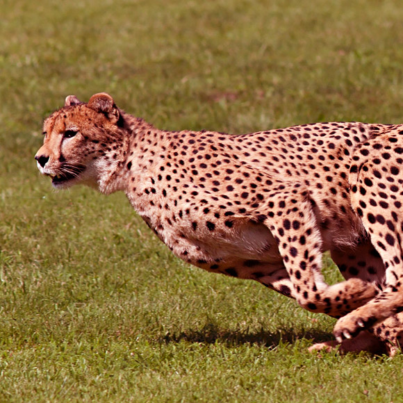 גדול יותר, קטן יותר, איטי יותר