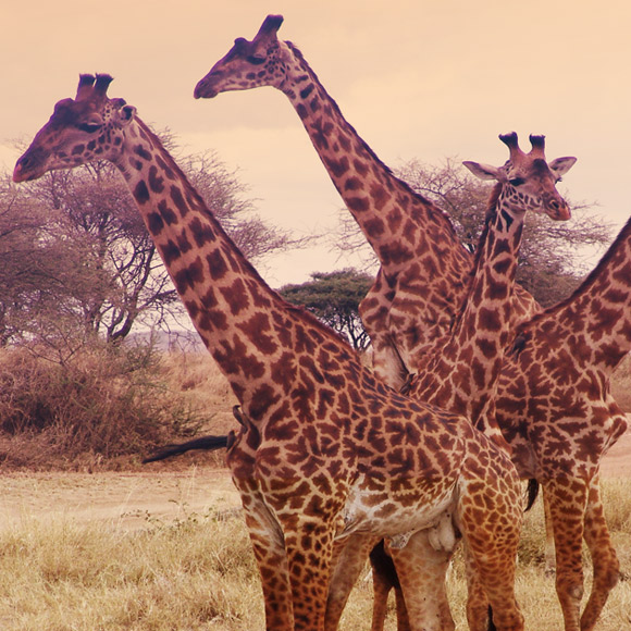 איך עושה ג’ירף?