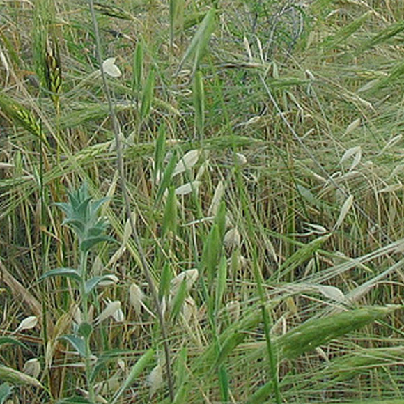 איך בייתנו את החיטה?