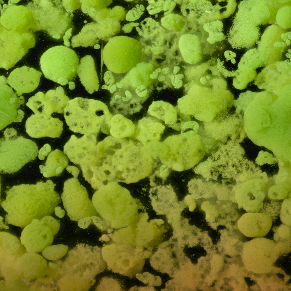 הנגיפים שעוזרים לפוטוסינתזה