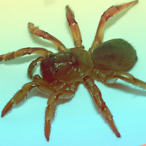 העכביש שחצה את האוקיינוס