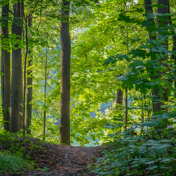 תנו לחיות מסדרונות