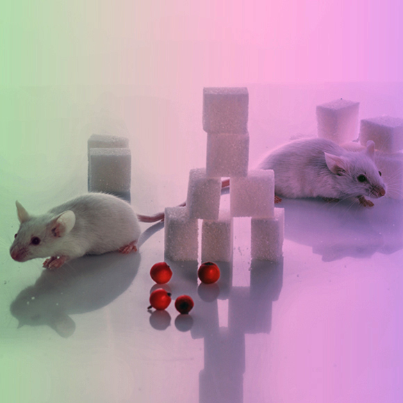 תאי עור מהונדסים נגד סוכרת